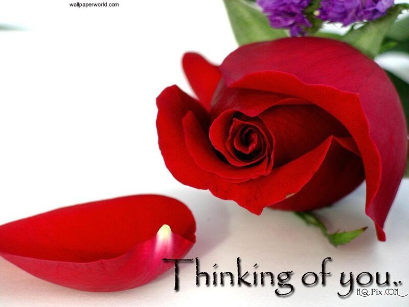 Red Rose and Petal — Sentimental