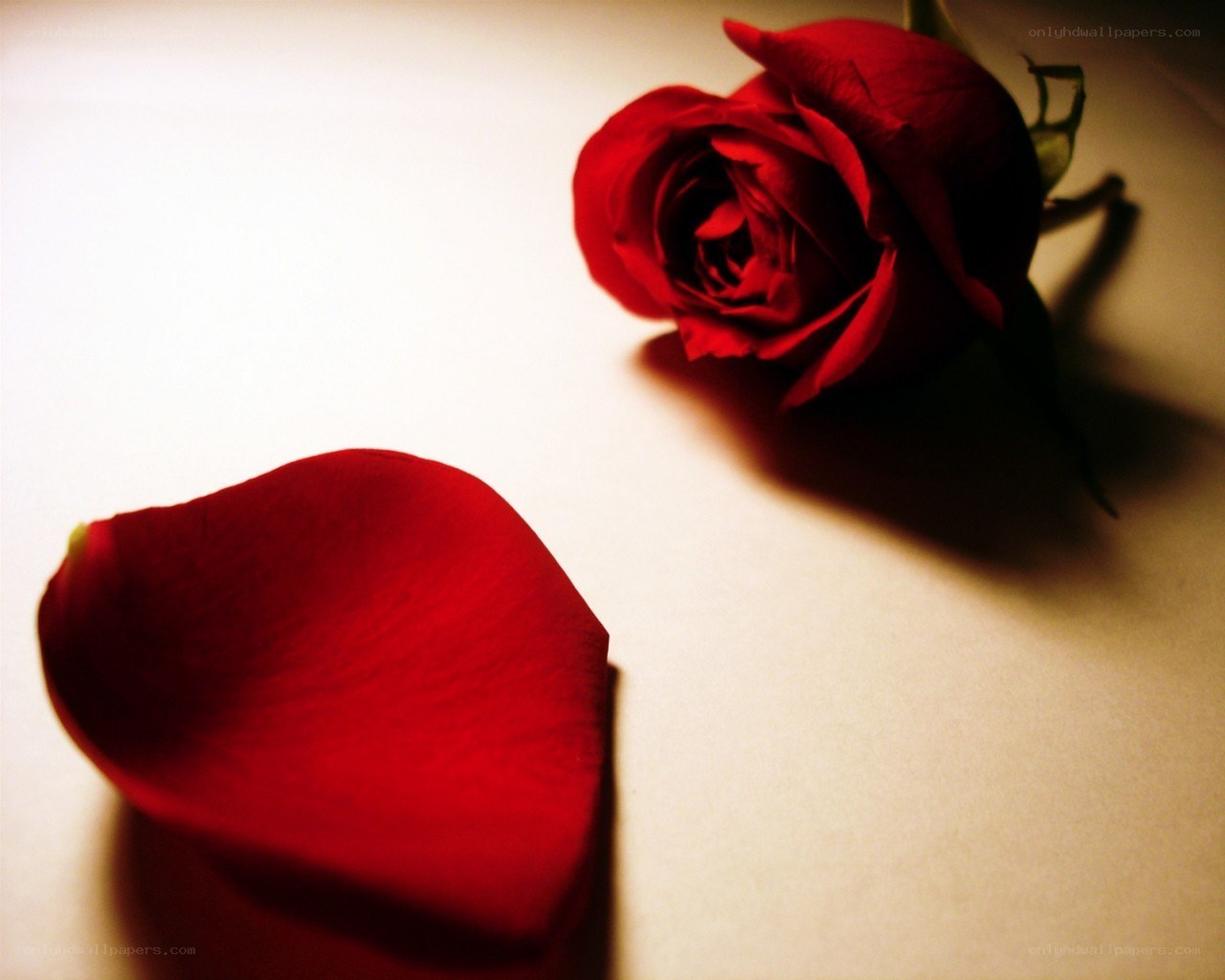 Red rose and petal