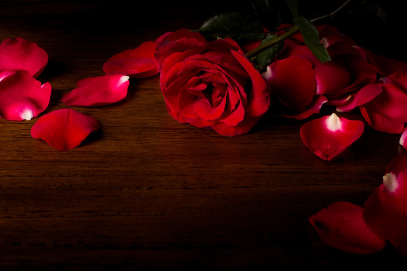 Red Rose and Petals — Dramatic
