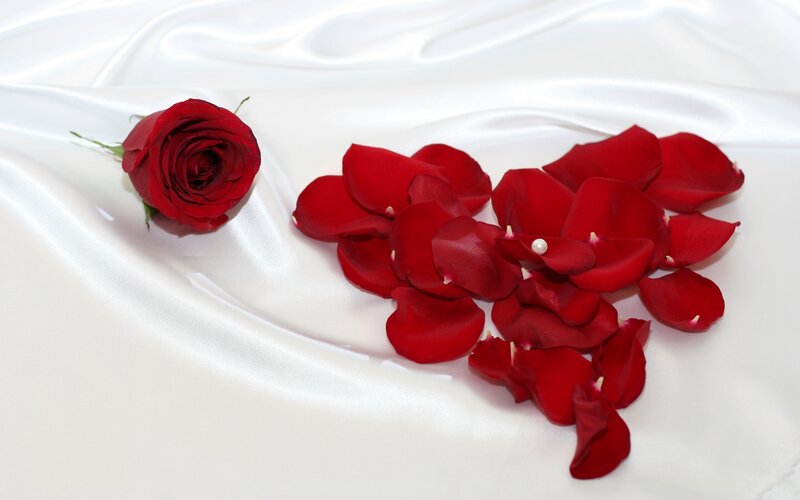 red rose and petals on white silk