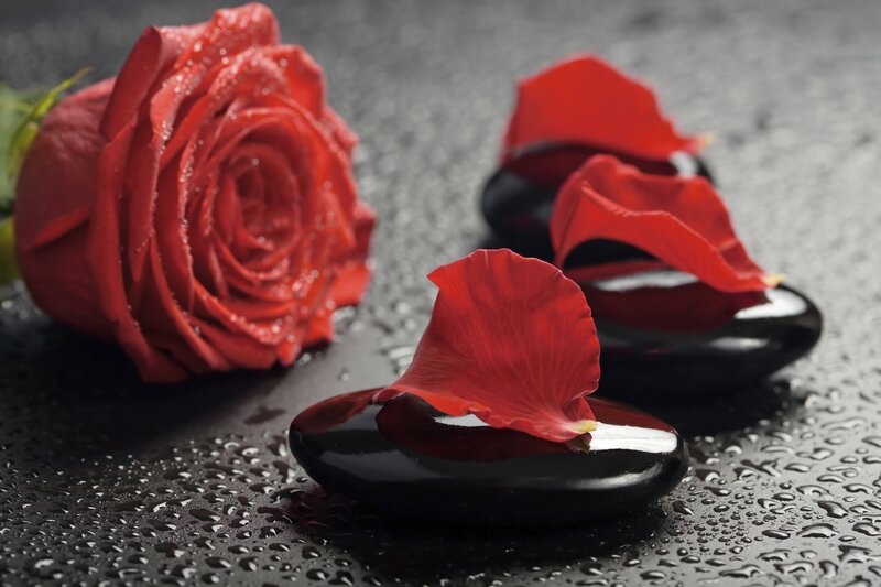 Red Rose and Petals — Serene