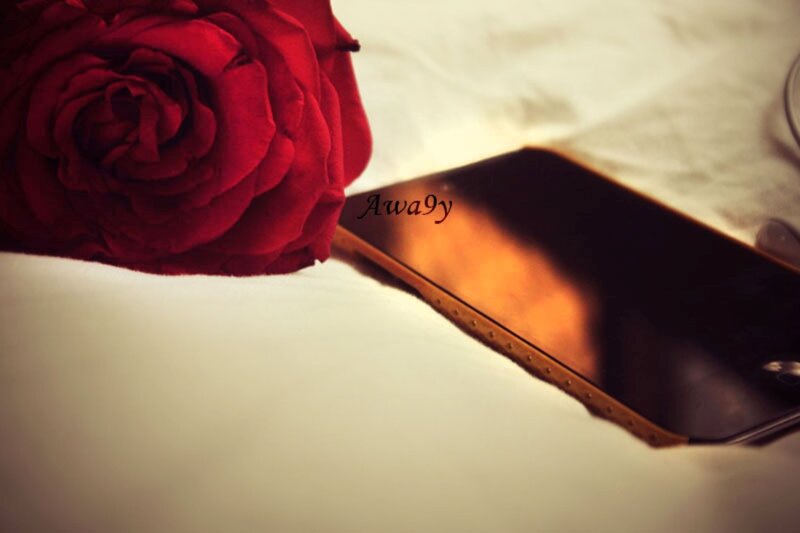 Red Rose and Phone — Calm