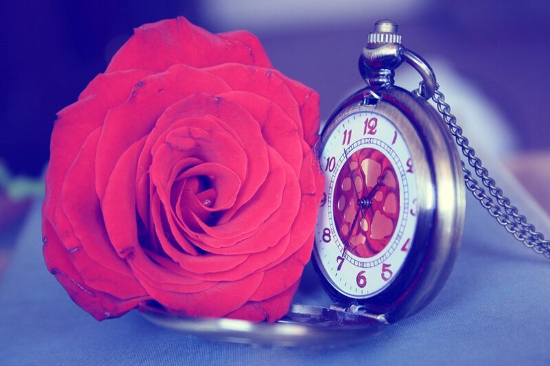Red Rose and Pocket Watch — Calm, Photograph