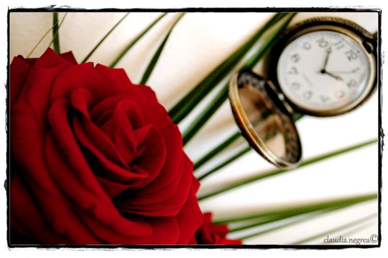 Red Rose and Pocket Watch — Calm