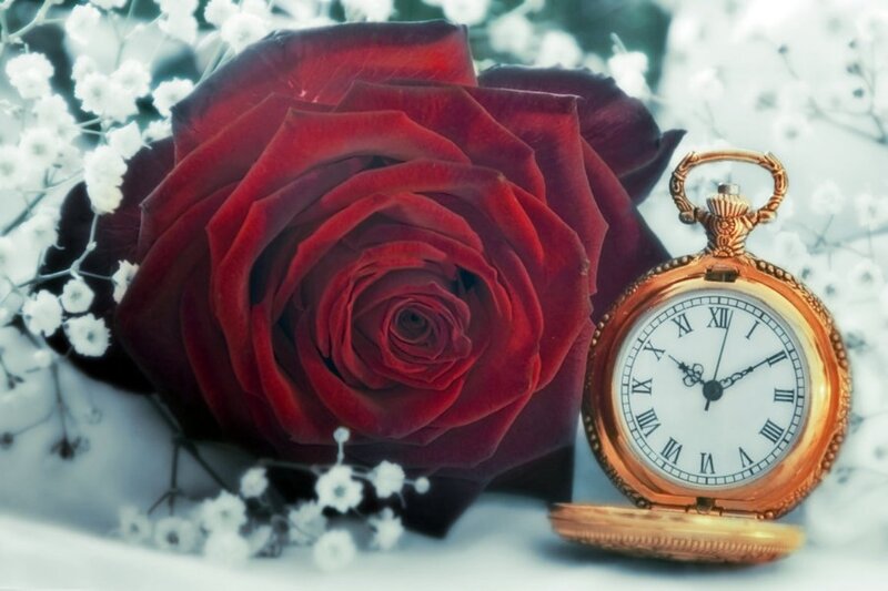 Red Rose and Pocket Watch — Romantic