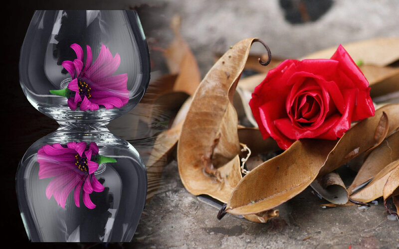 Red Rose and Purple Flower