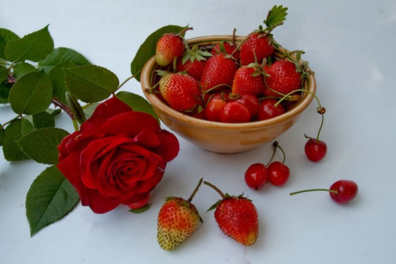 Red Rose and Strawberries — Calm