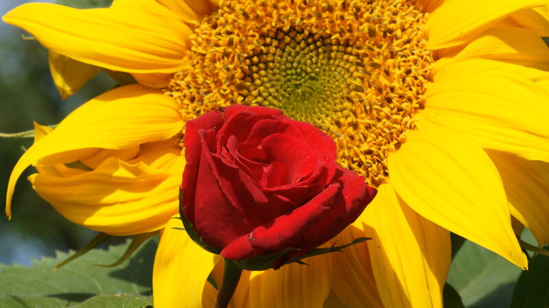 Red Rose and Sunflower