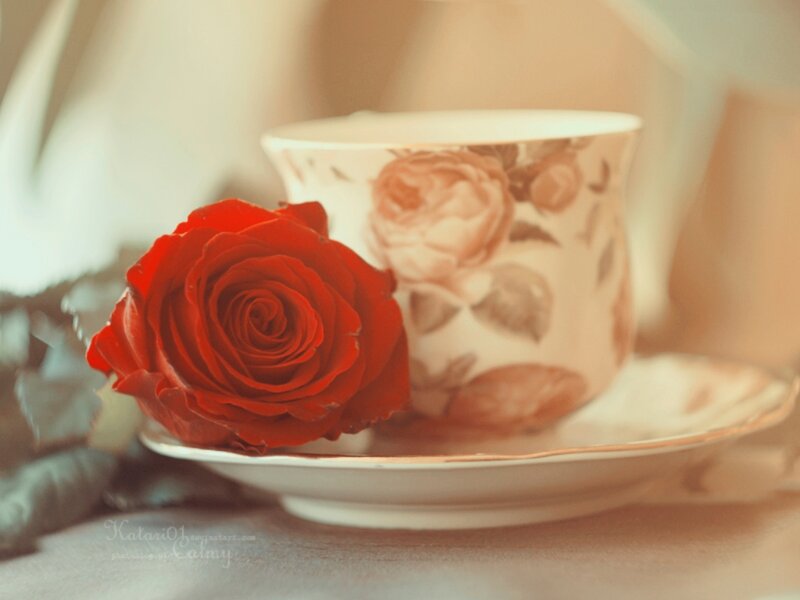 Red Rose and Teacup — Serene, Photograph