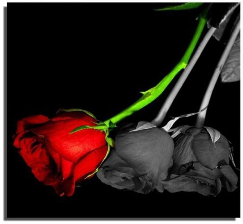Red Rose and Two Wilted Roses