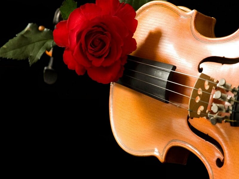 Red Rose and Violin