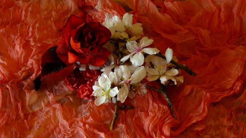 Red Rose and White Blossoms