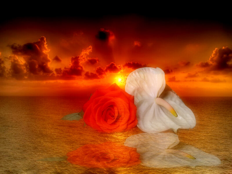 Red Rose and White Flower