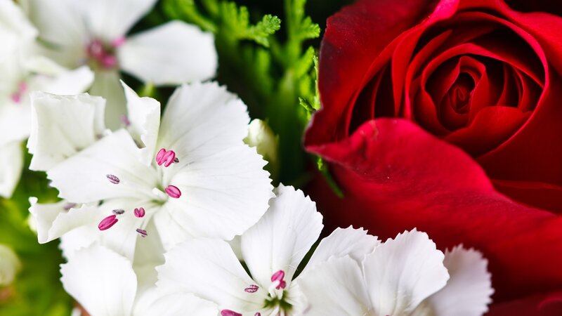 Red Rose and White Flowers — Calm, Photograph, Green Leaves