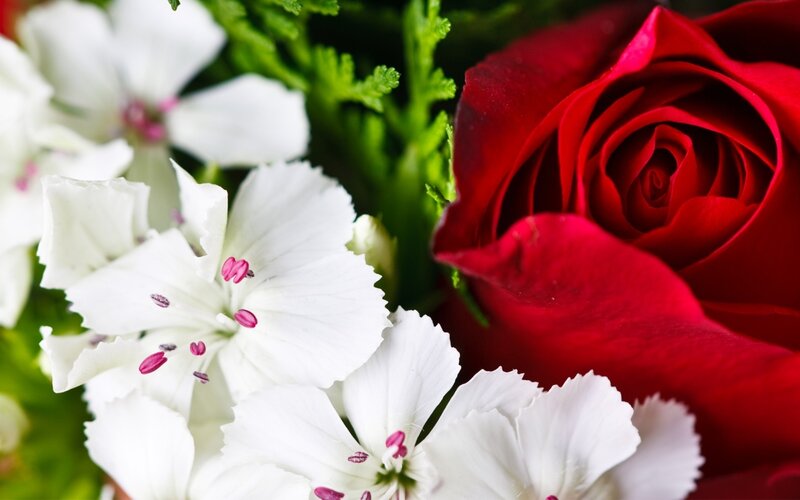Red Rose and White Flowers — Calm
