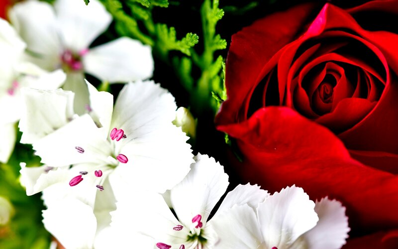 Red Rose and White Flowers — Dramatic, Photograph