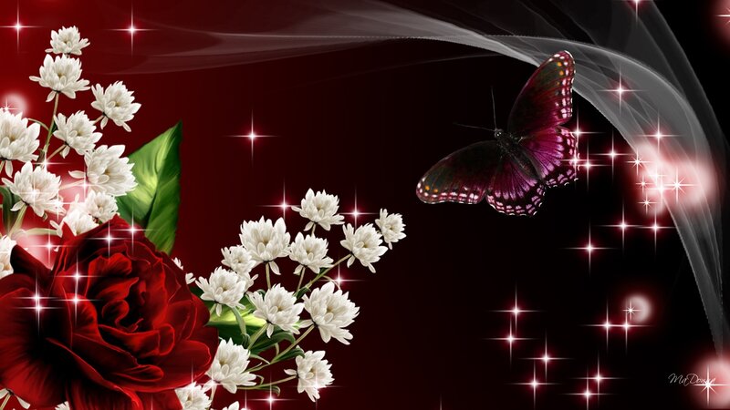 Red Rose and White Flowers — Dramatic