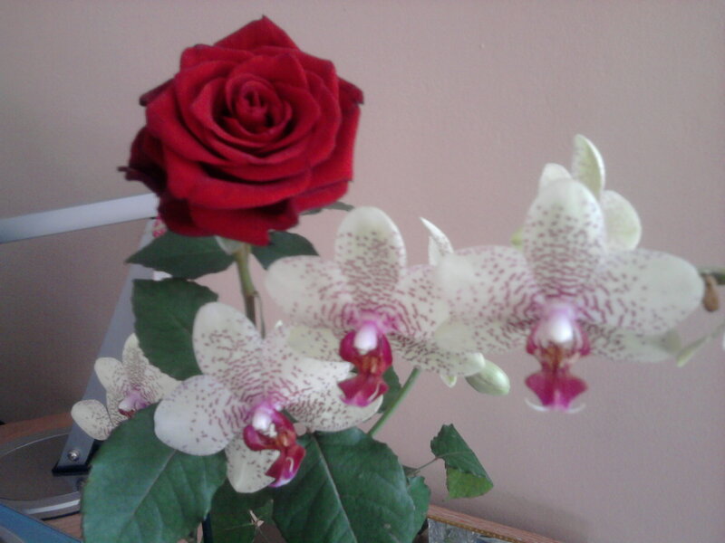 Red Rose and White Orchids