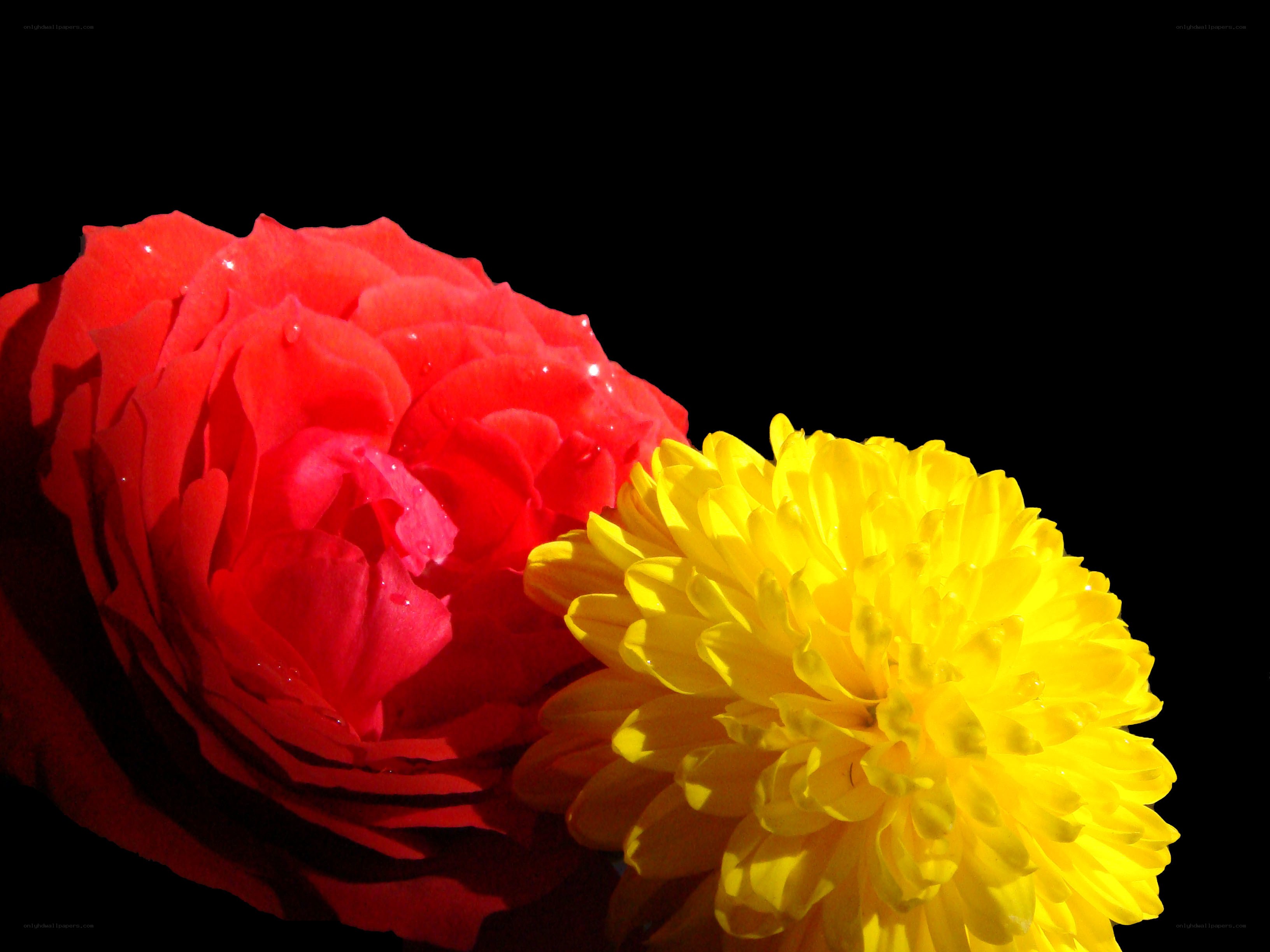 Red rose and yellow chrysanthemum
