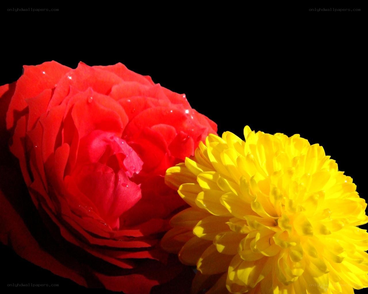 Red rose and yellow flower