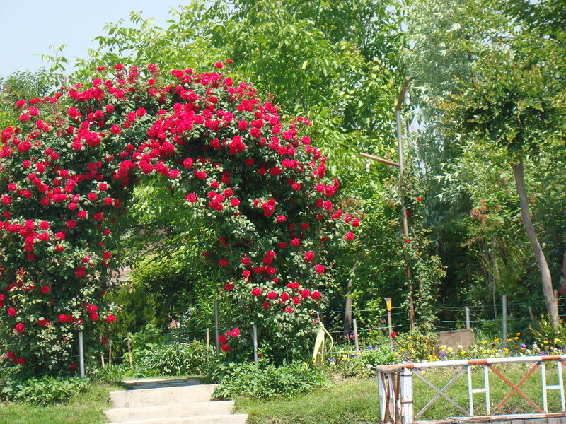 Red Rose Arbor — Green