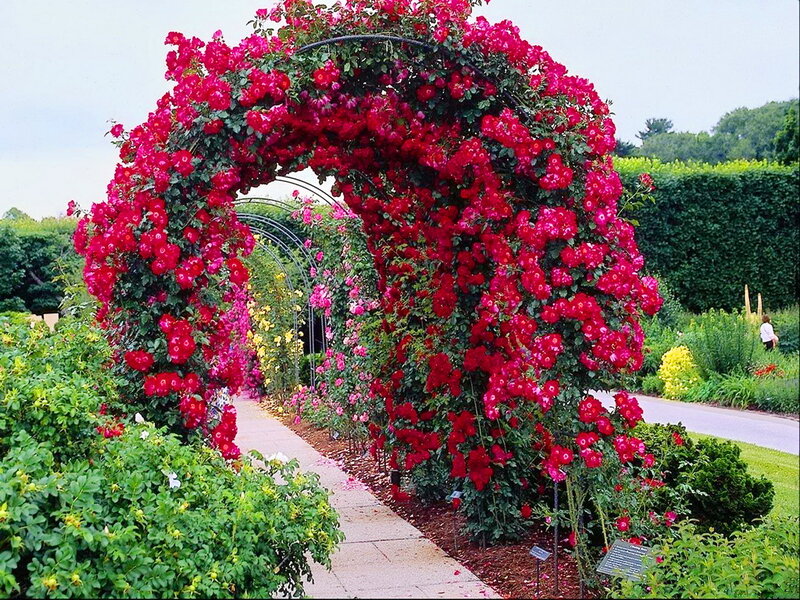 Red Rose Arbor — Serene, Afternoon, Photograph