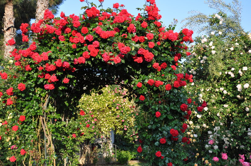Red Rose Arbor — Serene, Afternoon