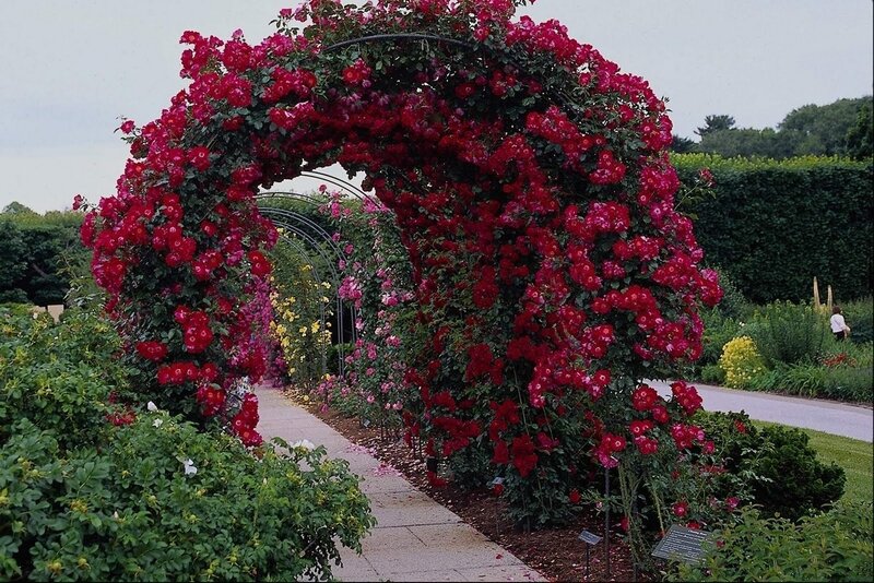 Red Rose Arbor