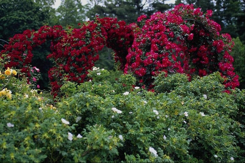 Red Rose Arches