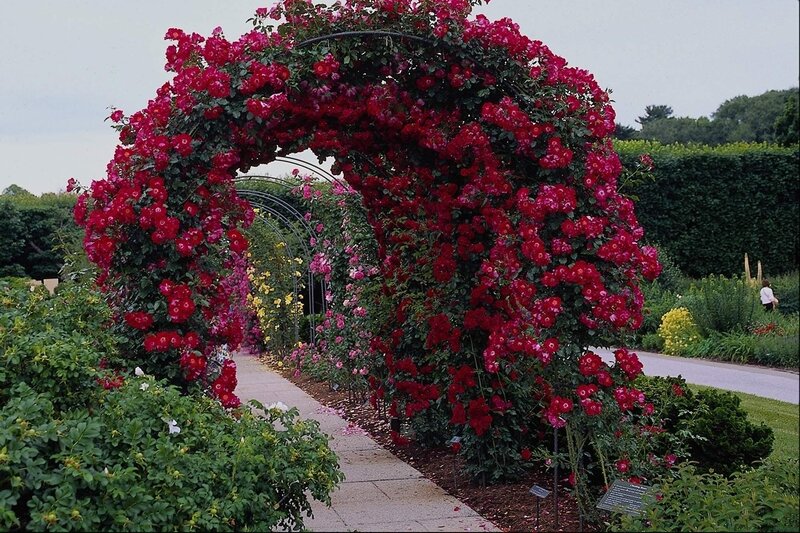 Red Rose Archway — Serene