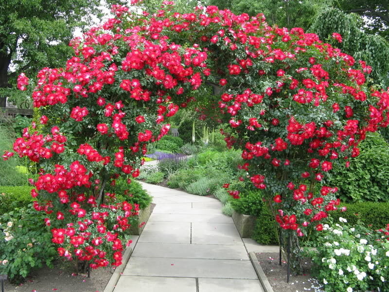 Red Rose Archway