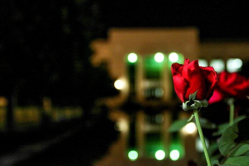 Red Rose at Night