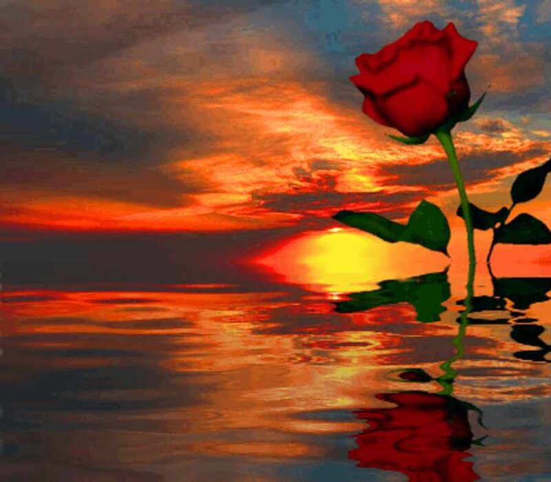 Red rose at sunset