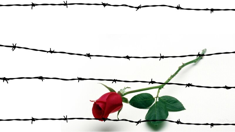 Red Rose Behind Barbed Wire — Dramatic