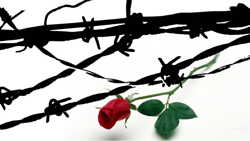 Red rose behind barbed wire