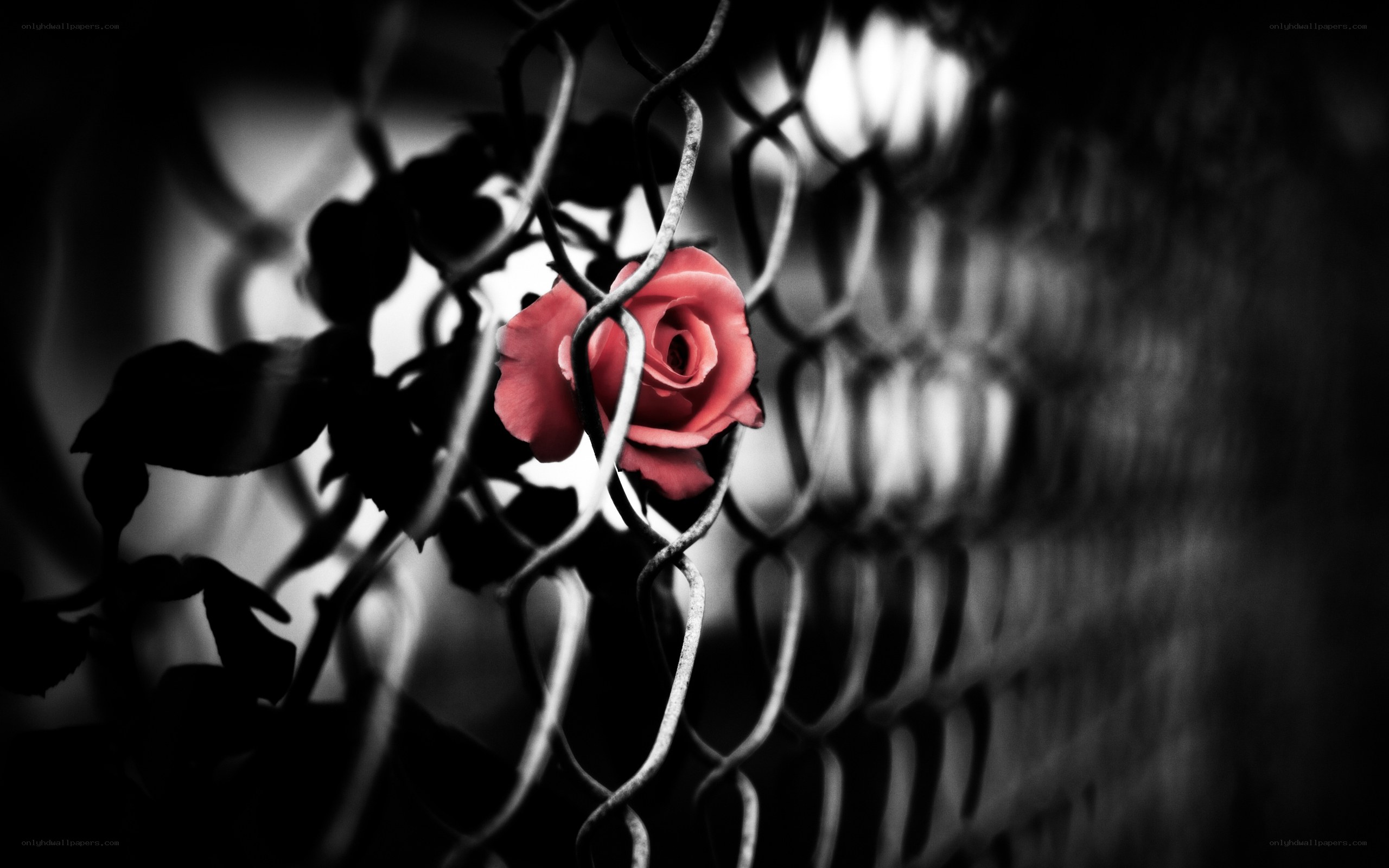 Red rose behind chain-link fence