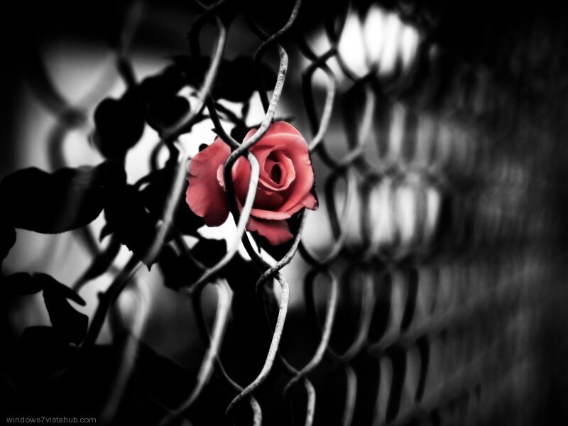 Red Rose Behind Fence — Black