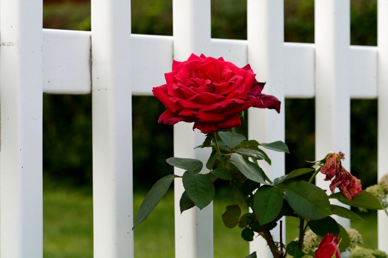 Red Rose Behind Fence — Calm