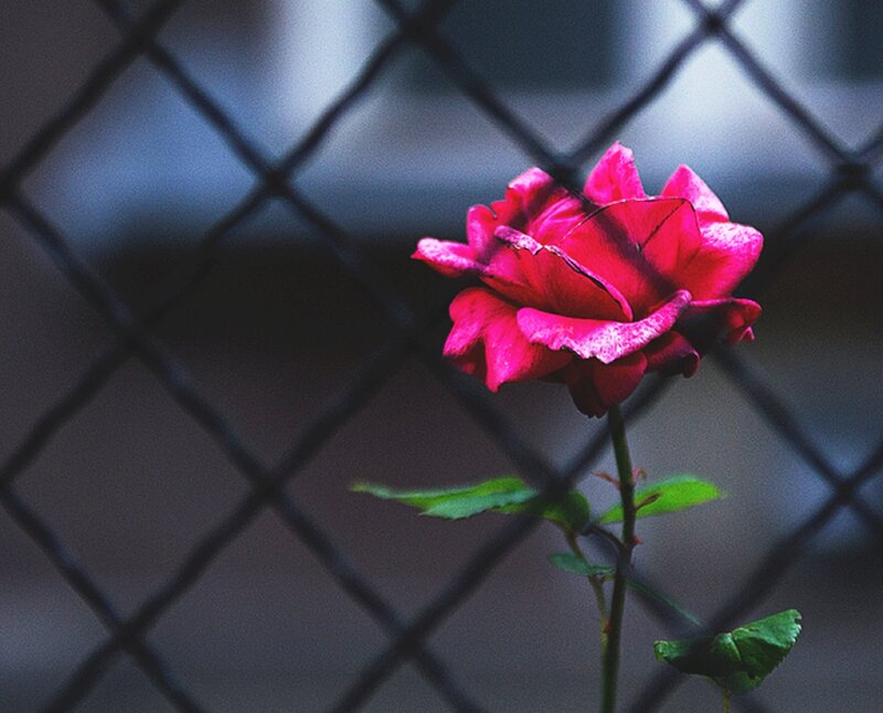 Red Rose Behind Fence — Dramatic, Photograph, Green Leaves
