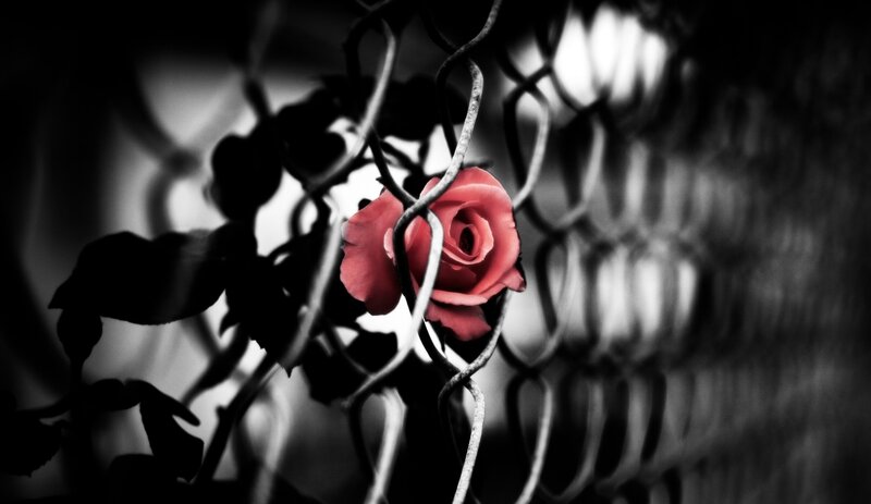 Red Rose Behind Fence — Dramatic, Photograph
