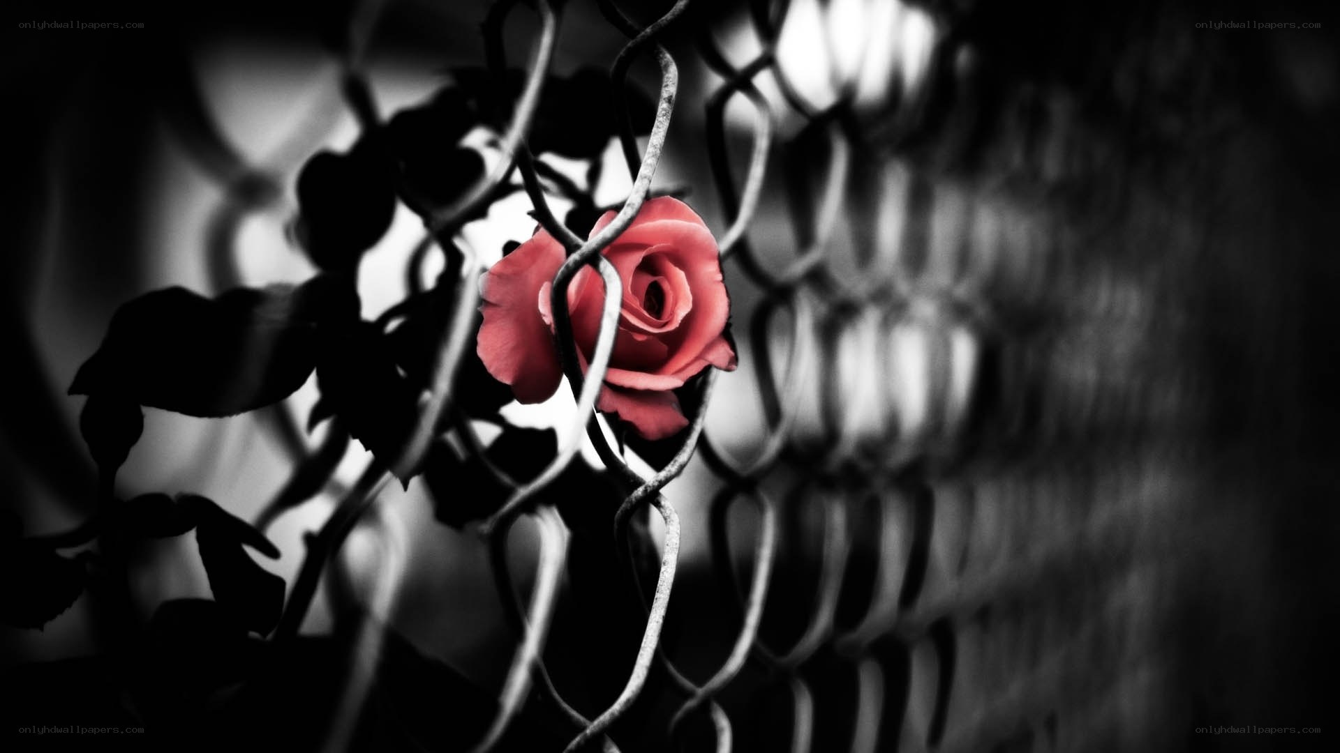 red rose behind fence