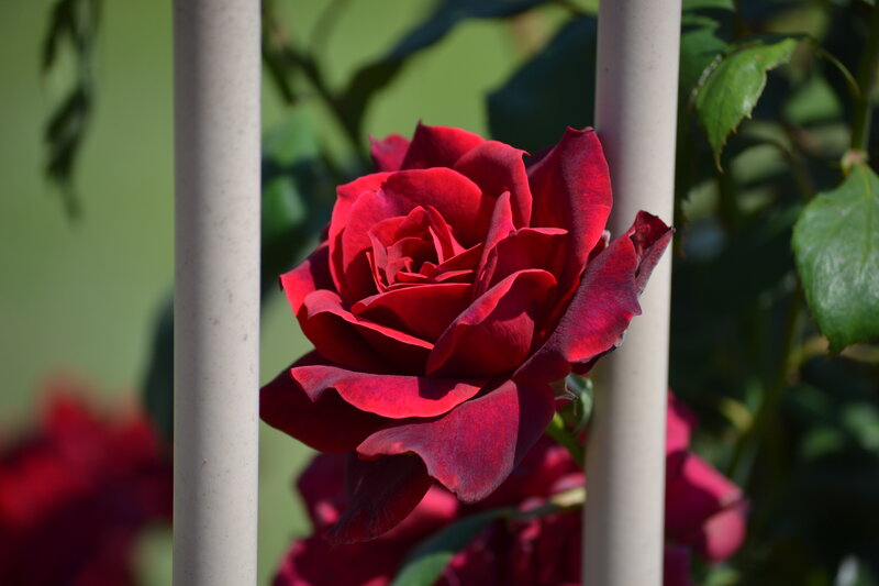 Red Rose Between Poles