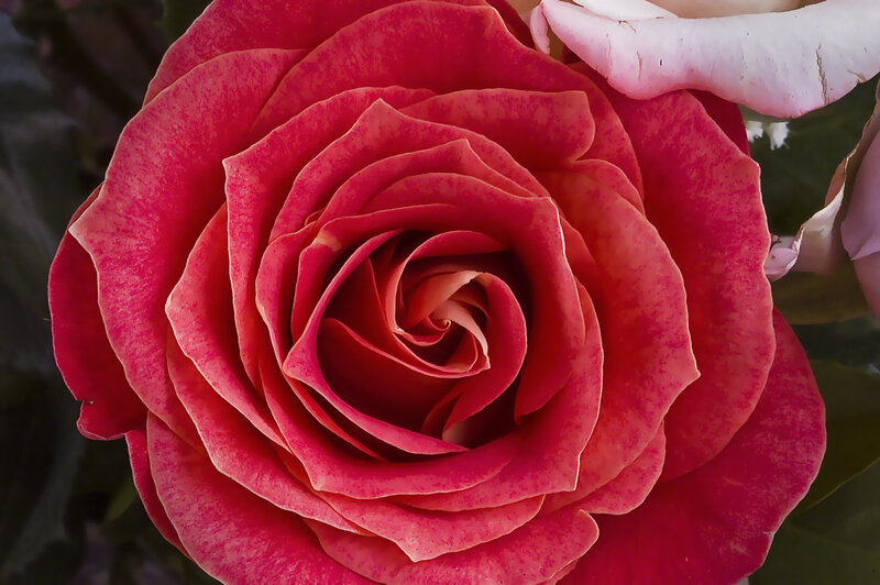 Red Rose Bloom — Calm, Afternoon
