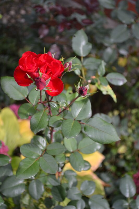 Red Rose Bloom — Calm, Autumn