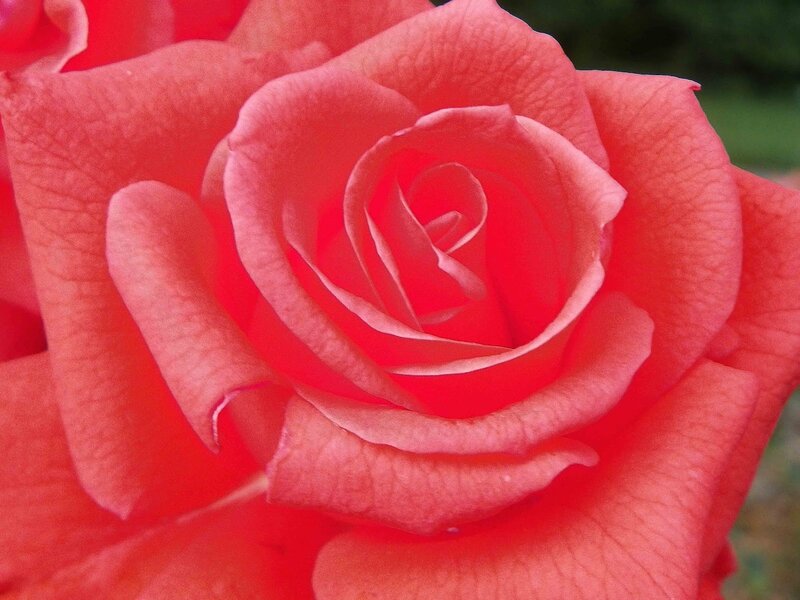 Red Rose Bloom — Calm, Photograph, Petals, Greenery