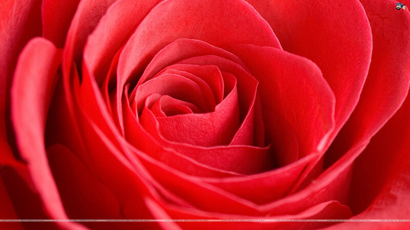 Red Rose Bloom — Calm, Photograph, Petals