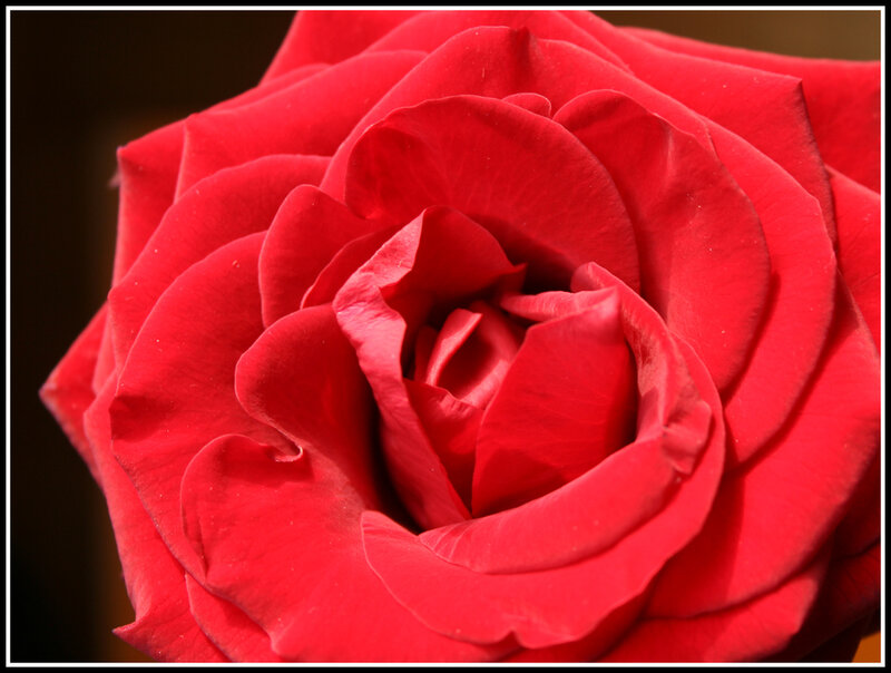 Red Rose Bloom — Calm, Photograph