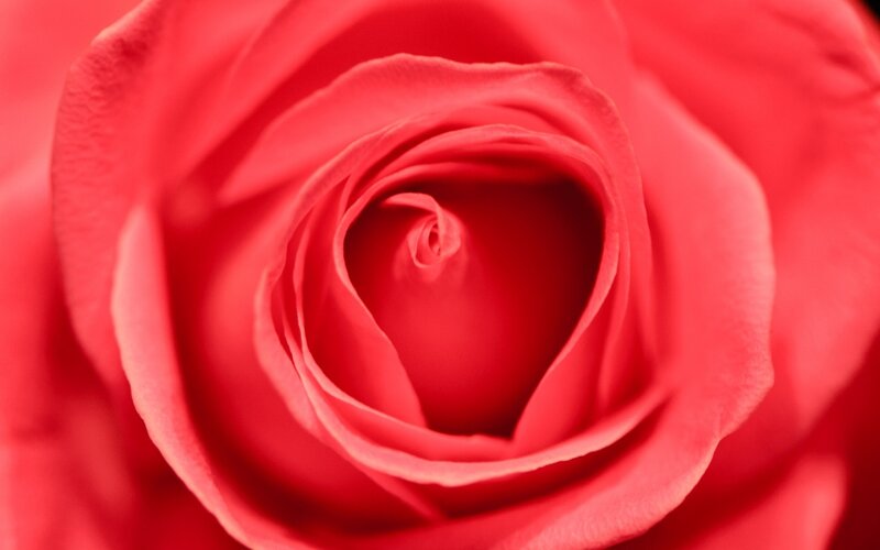 Red Rose Bloom — Calm