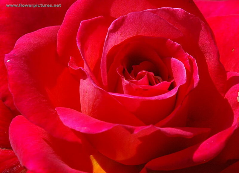 Red Rose Bloom — Dramatic, Afternoon