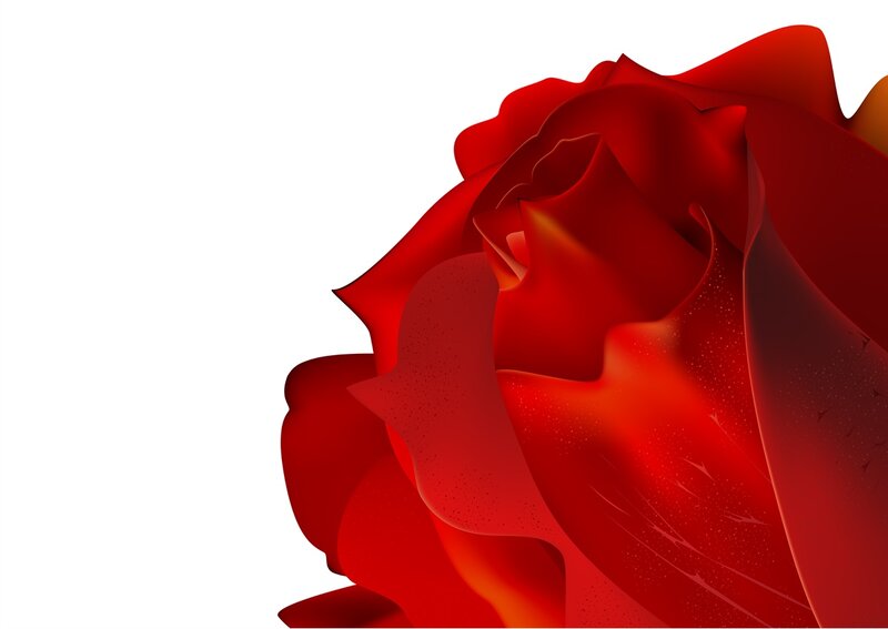 Red Rose Bloom — Dramatic, Digital Art